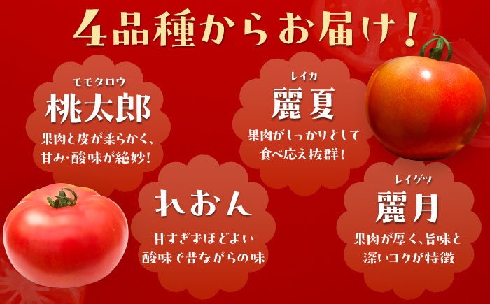 トマト とまと 大玉トマト  詰め合わせ お取り寄せ 産地直送 とまと トマト 野菜 やさい ギフト 贈答 プレゼント