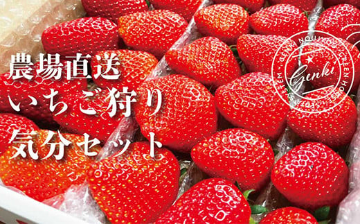 【 予約受付 】 いちご 食べ比べ 約 800g ( かおり野 よつぼし 紅ほっぺ 恋みのり ) 2025年 1月 発送 完熟 7品種 から 2種類 お届け 苺 イチゴ ストロベリー 産地直送 ご当地 果物 くだもの フルーツ デザート 食品 冷蔵 げんき農場 埼玉県 羽生市