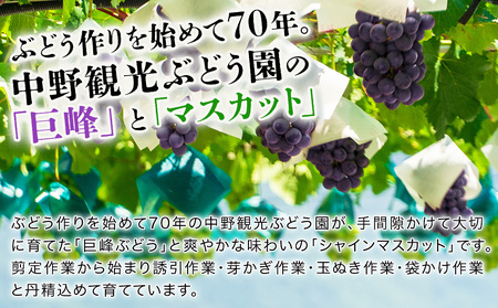 【数量・期間限定】 中津産の巨峰とシャインマスカット中野観光ぶどう園 | 果物 フルーツ くだもの ぶどう ブドウ 葡萄 シャインマスカット マスカット 巨峰 大分県 中津市