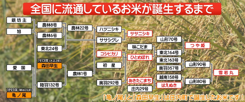 ＜1月中旬発送＞山形米6か月定期便！雪若丸5kg（入金期限：2024.12.31）