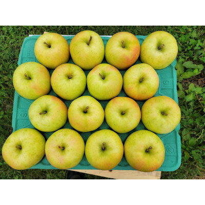【ふるさと納税】【訳あり】青森県産りんご「トキ　家庭用」約5kg　産地直送!【配送不可地域：離島】【1513093】