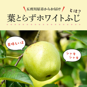 【2025年11月後半発送】【訳あり】葉とらずホワイトふじ3kg