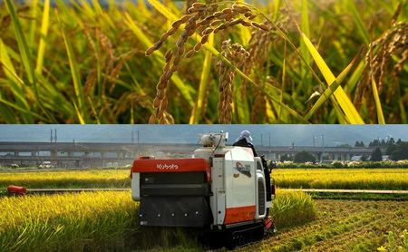 【先行予約　10月中旬より順次出荷】令和7年産　上越産こしひかり『和泉』10kg 6回定期便 上越市 精米 米 ギフト 喜ばれる