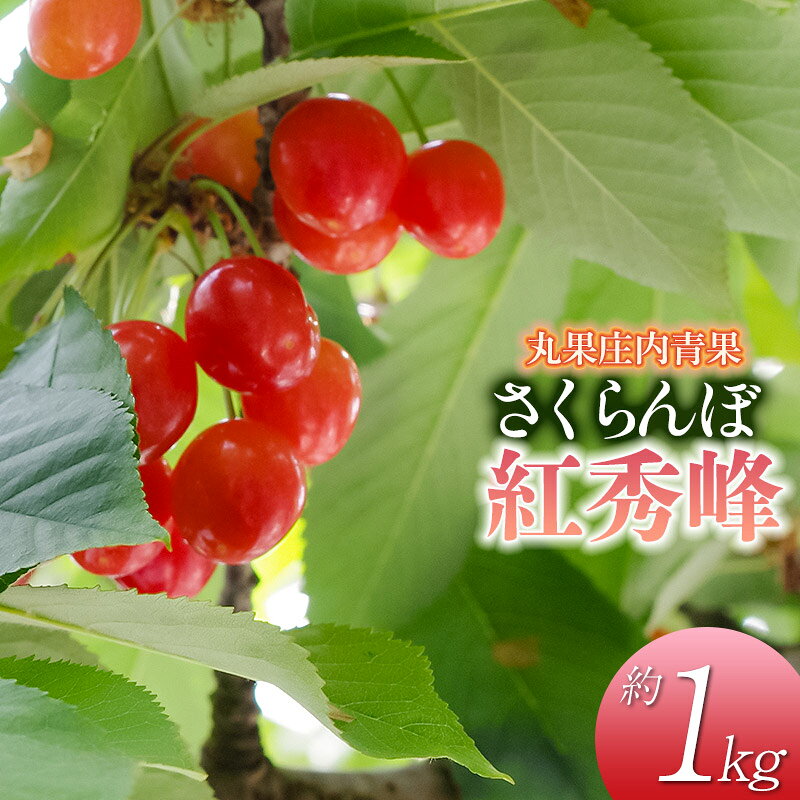 【ふるさと納税】【令和8年産先行予約】さくらんぼ 紅秀峰 約1kg　山形県庄内産　| サクランボ 人気 フルーツ 初夏 旬 果物 美味しい くだもの 大粒 甘い 完熟 ジューシー 産地直送 ギフト 贈答用 送料無料 東北 山形 鶴岡市 先行予約 返礼品