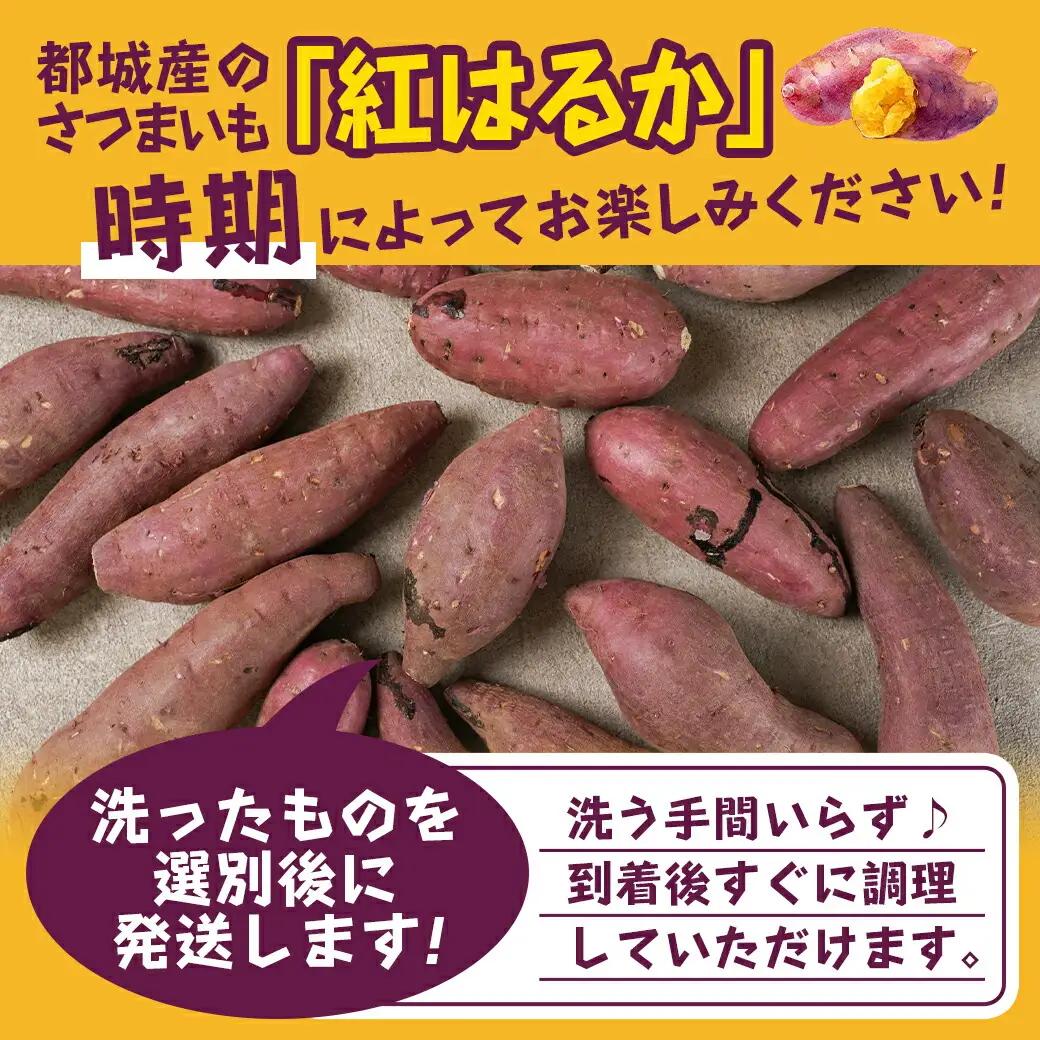 【新芋】芋名人が認めるさつまいも『洗い済み　紅はるか』5.2kg MSサイズ ※9月～11月頃順次発送〔LE-L704-N〕_(都城市) 宮崎県都城産 紅はるか MSサイズ
