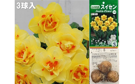 スイセン球根セット　21球入 植物 