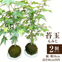 【ふるさと納税】苔玉 もみじ 2個セット 苔 苔玉 観葉植物 インテリア 自然 天然 癒やし 緑 大分県 送料無料【2024年11月上旬まで発送予定】