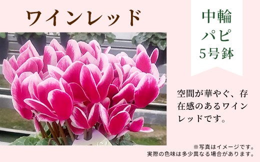 【カラー：ワインレッド】11月中旬から順次発送★農林水産大臣賞受賞 ＼選べるカラー／ 愛知県産 シクラメン ５号鉢 中輪パピ 花 ピンク パープル ワインレッド 白 赤 プレゼント 贈り物 鉢花 鉢 ガーデン ガーデニング 高品質 クリスマス -221