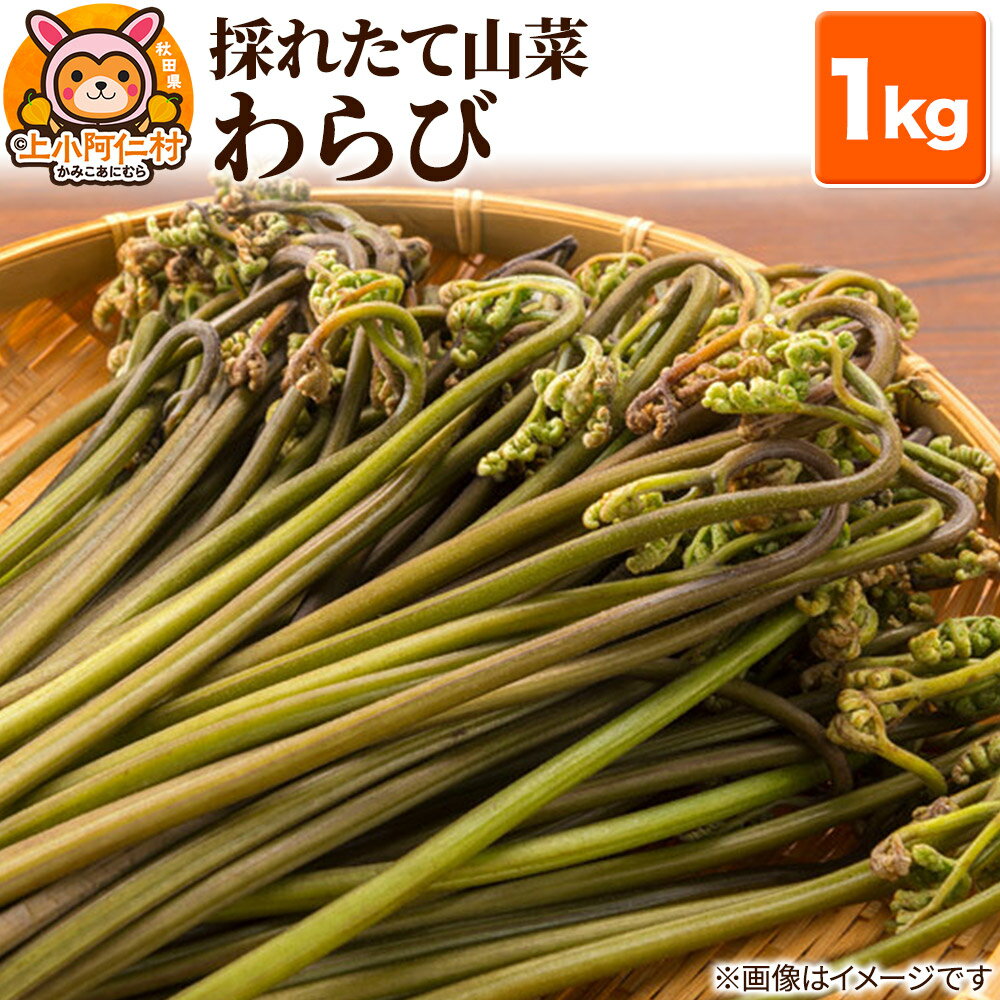 【ふるさと納税】採れたてわらび 1kg 山菜 産地直送