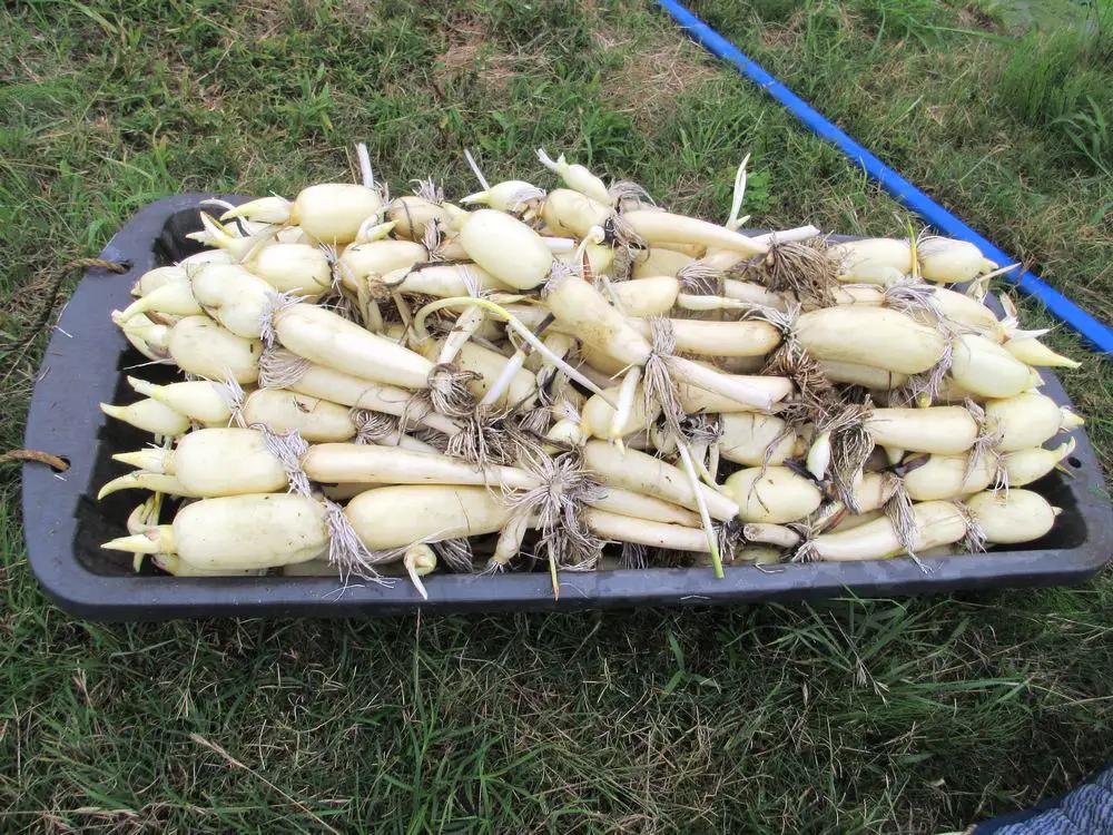 夏だけの味！「新ひかりれんこん」ギフト2kg (AMサイズ) 化粧箱入 [1742]