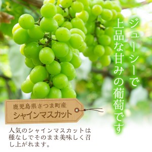 s097 ＜先行予約受付中！2025年8月下旬〜10月上旬頃に発送予定＞鹿児島県さつま町産のぶどう♪シャインマスカット(2kg)皮ごと食べられる！ジューシーで上品な甘みのブドウ【大蔵果樹園】
