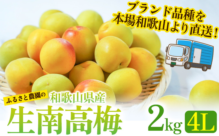 
            和歌山県産 熟成南高梅 2kg(4Lサイズ) うめ 梅干 梅酒 ふるさと農園《2025年6月上旬-6月中旬頃出荷》 和歌山県 日高町
          