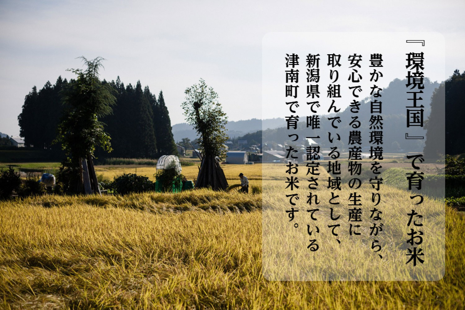 【 数量限定 】《 令和6年産米 》 魚沼産コシヒカリ 5kg 一等米 ( 慣行栽培 )