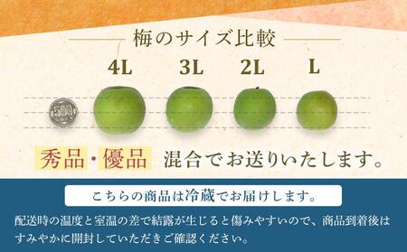 【2025年5月下旬以降発送】紀州南高梅(青梅) 2kg〈大粒/3Lサイズ〉