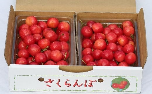 
            さくらんぼ（佐藤錦）１ｋｇ　２Ｌサイズ　0069-2503
          