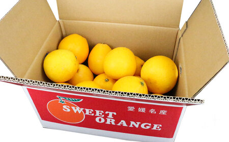 家庭用 河内晩柑 10kg 矢野青果 晩柑 かわちばんかん 和製 グレープフルーツ 果物 フルーツ 柑橘 みかん 産地直送 数量限定 国産 愛媛 宇和島 B012-171013