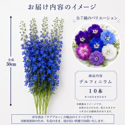 ふるさと納税 長和町 デルフィニウム 生花10本　花色:ラブパープル　〜特別な花をインテリアに〜 |  | 01