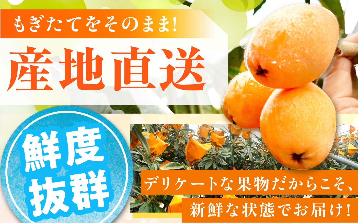 びわ ビワ 枇杷 果物 フルーツ ハウス 果実 長崎県産 国産