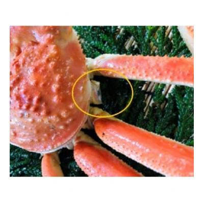 ふるさと納税 日南町 OM-31【早期先行予約】訳あり足1本折れボイル松葉ガニ(600g〜700gを1枚) |  | 02