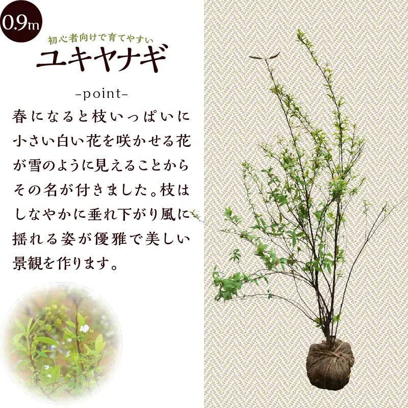 植木　ユキヤナギ（雪柳）　0.9ｍ