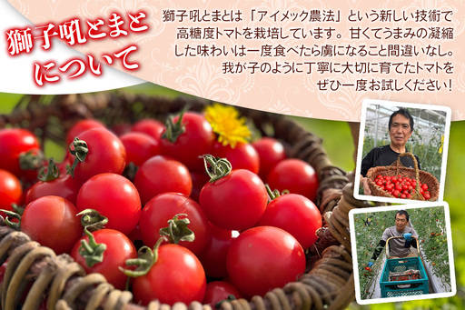 カラフルトマト 箱入り 5品種詰め合わせ 750g ひと口食べたらくせになる！｜ミックス 甘い プレゼント 贈り物 ギフト [1041]