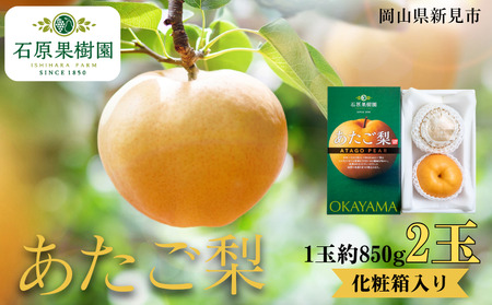 あたご梨 2玉 1玉約850g 化粧箱【先行予約 2025年11月中旬から順次発送】