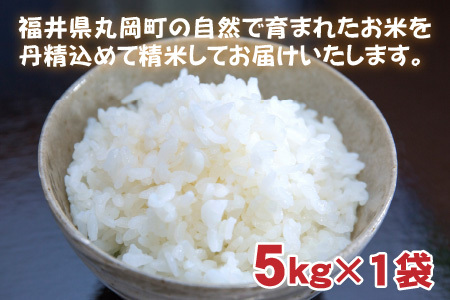 【令和7年産】 おおかわさんちのこしひかり 5kg 精米 コシヒカリ [A-10810]