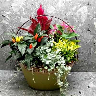 ふるさと納税 大村市 【発送月固定定期便】おまかせ季節の寄せ植えプランター全4回 |  | 03