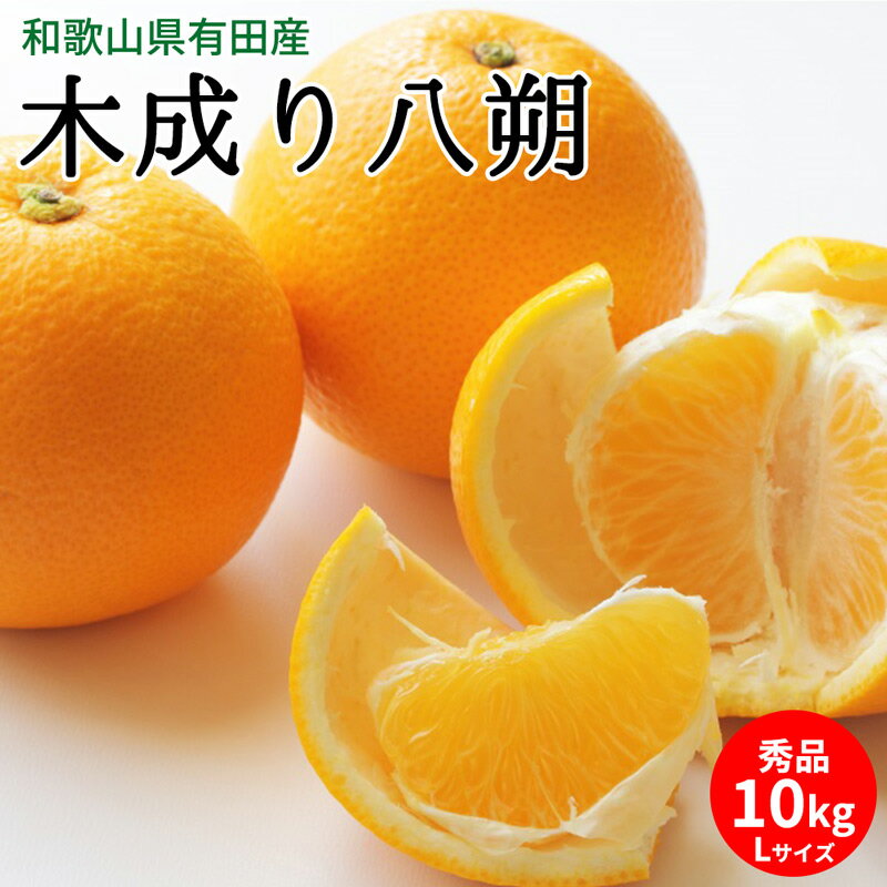 【ふるさと納税】【2026年先行予約】木成り八朔 秀品 約10kg Lサイズ 和歌山県有田産【はっさく ハッサク 八朔 和歌山】