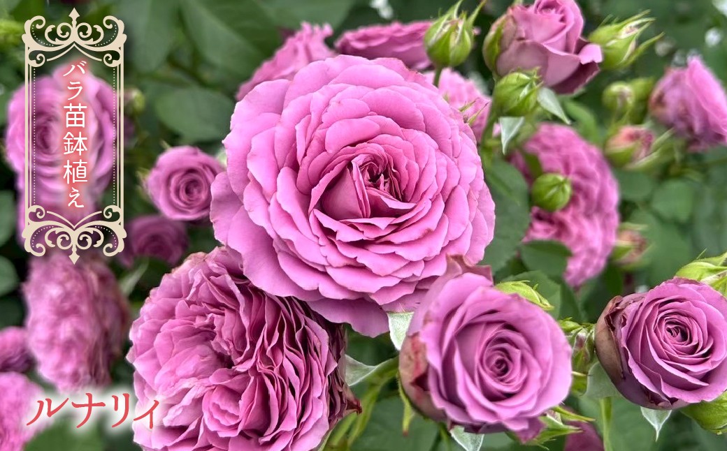 
            【2026年2月から発送】バラ苗鉢植え「ルナリィ」057-053
          