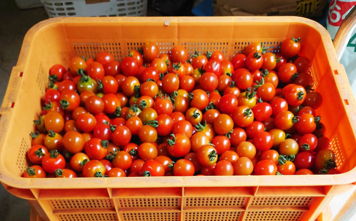 【甘みと酸味の黄金比】 ミニトマト 1kg 《対馬市》【みのり農園】 野菜 とまと [WDC001]