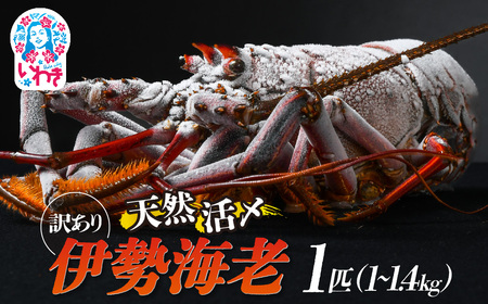 【訳アリ】特大 天然活き〆 福えび 1匹（1kg～1.4kg） | 急速 冷凍 海鮮 魚介類 お正月 お祝い いせえび イセエビ 福島県 いわき市 ふるさと納税 | MF002-s