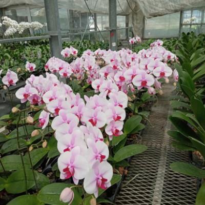 ふるさと納税 京田辺市 【胡蝶蘭】フォーチュンザルツマン 3本立ち |  | 02