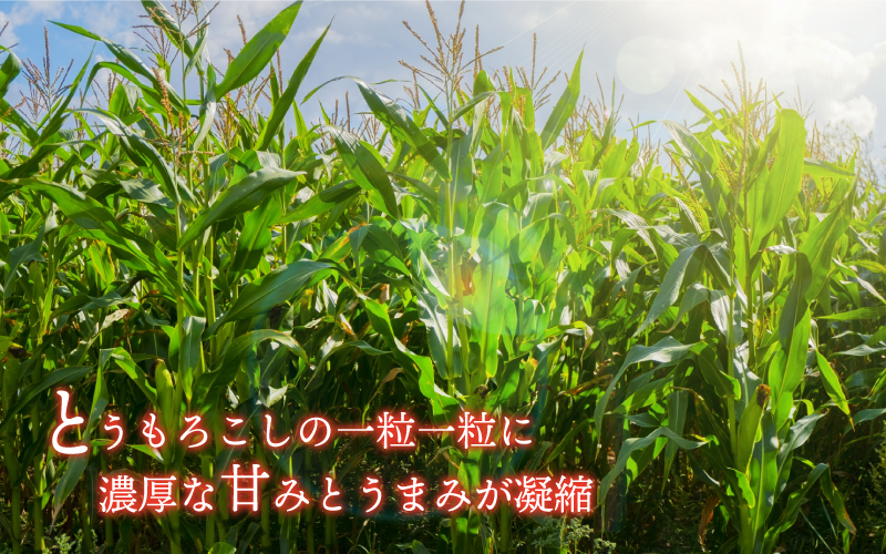 糖度19度以上朝どれスイートコーン「ミルキースイーツ」12本（2L～3L）