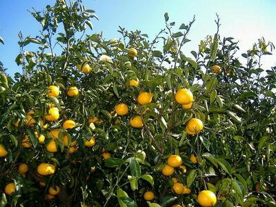 和歌山由良町産さつきはっさく 約5kg 秀品 サイズおまかせ (Ｌまたは２Ｌいずれかお届け) ［SL3］