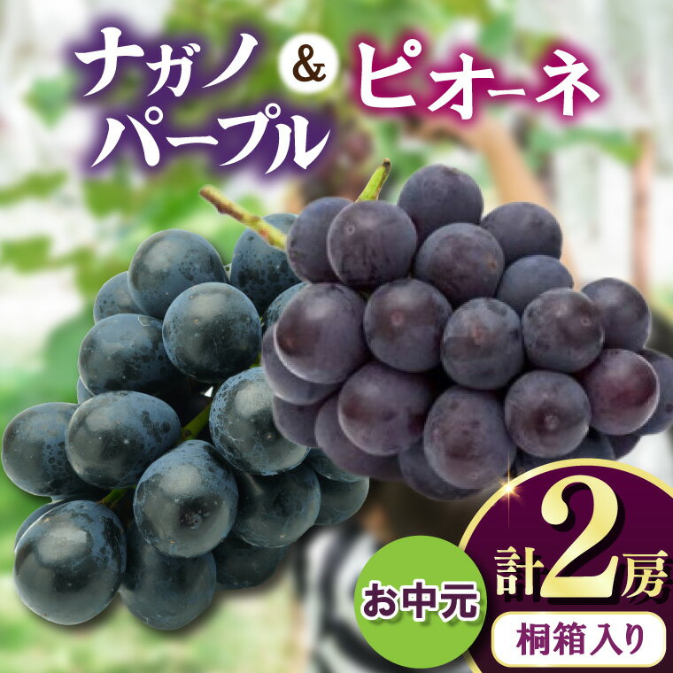 【ふるさと納税】お中元桐箱入りナガノパープル1房・ピオーネ1房　県内共通返礼品:かすみがうら市産【配送不可地域：離島・沖縄県】 (BR172)