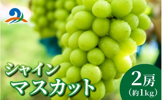【先行予約】シャインマスカット 詰め合わせ【2026年8月10日～順次発送】約1kg 2房 | くだもの マスカット フルーツ ブドウ 果物 ぶどう おすすめ 人気 予約 福井県 南越前町 産地直送 お届け 国産 葡萄 先行予約 高級 新鮮 産地直送 贈答 ギフト 家庭用 2026年 贈答 新鮮 シャイン