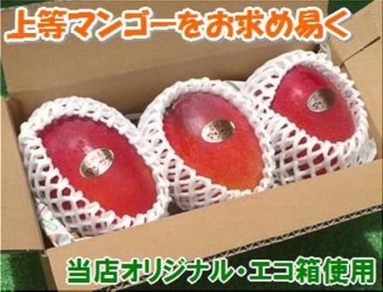 石垣島産 完熟マンゴー 約1kg エコ箱入り（2～3個入り）SI-31