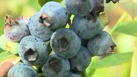 ブルーベリー ハウス 4月発送 【 ブルーベリー 】