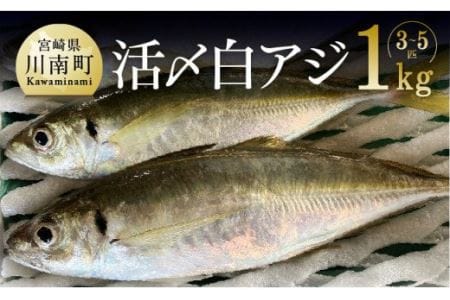 日向灘獲れ！活〆白アジ１kg 【 魚 魚介 魚介類 鮮魚 さかな 白アジ 日向灘 神経締め 刺身 塩焼き 血抜き 新鮮 海の幸  鰺 魚 あじ アジ 宮崎県 川南町 送料無料 鮮魚 】
