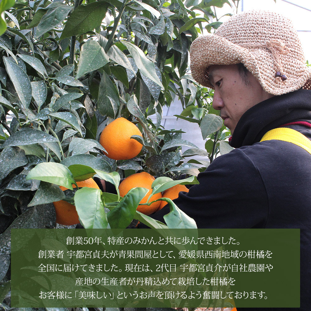 ＜木成り ジューシーゴールド（河内晩柑）ご家庭用 約4kg（S～2L混合）＞ 訳あり 果物 フルーツ かわちばんかん みかん オレンジ 柑橘 愛媛県 西予市『2026年6月中旬～8月中旬迄に順次出荷予