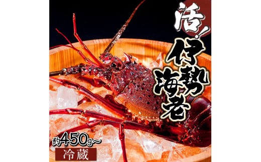 
                  【先行予約】＜数量限定＞宮崎県串間産伊勢エビ（約450～800g）  海老 海鮮 エビ 国産 宮崎県産 魚介 お刺身 刺身 伊勢エビ ボイル焼き ギフト プレゼント 贈り物 贈答 グルメ 宮崎 新鮮 蒸し焼き 宮崎県 串間市 _K027-001-SKU
                