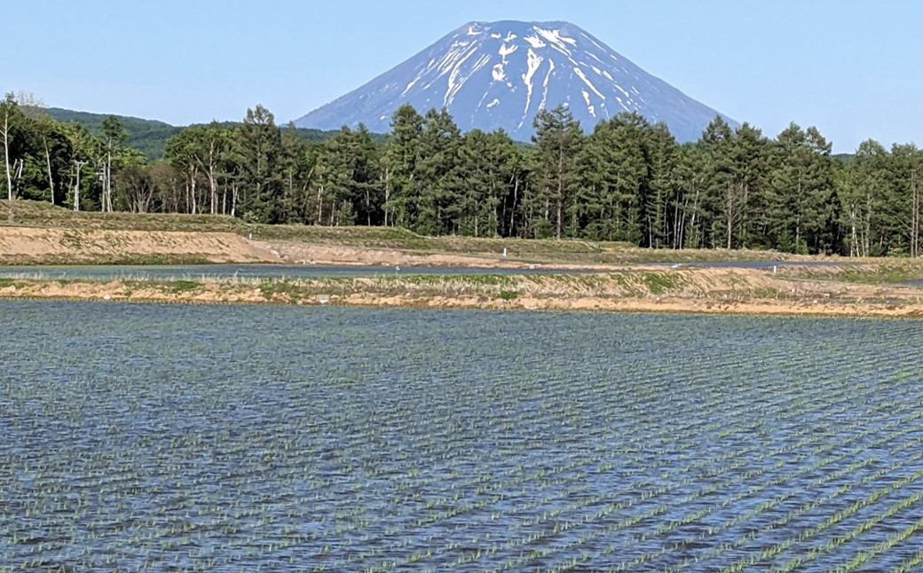 蘭越米 ゆめぴりか 5kg