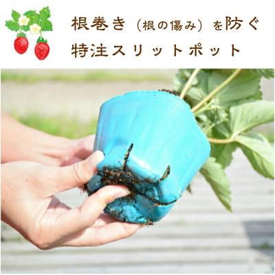 ふるさと納税 上越市 越後姫栽培キット　6株 |  | 03