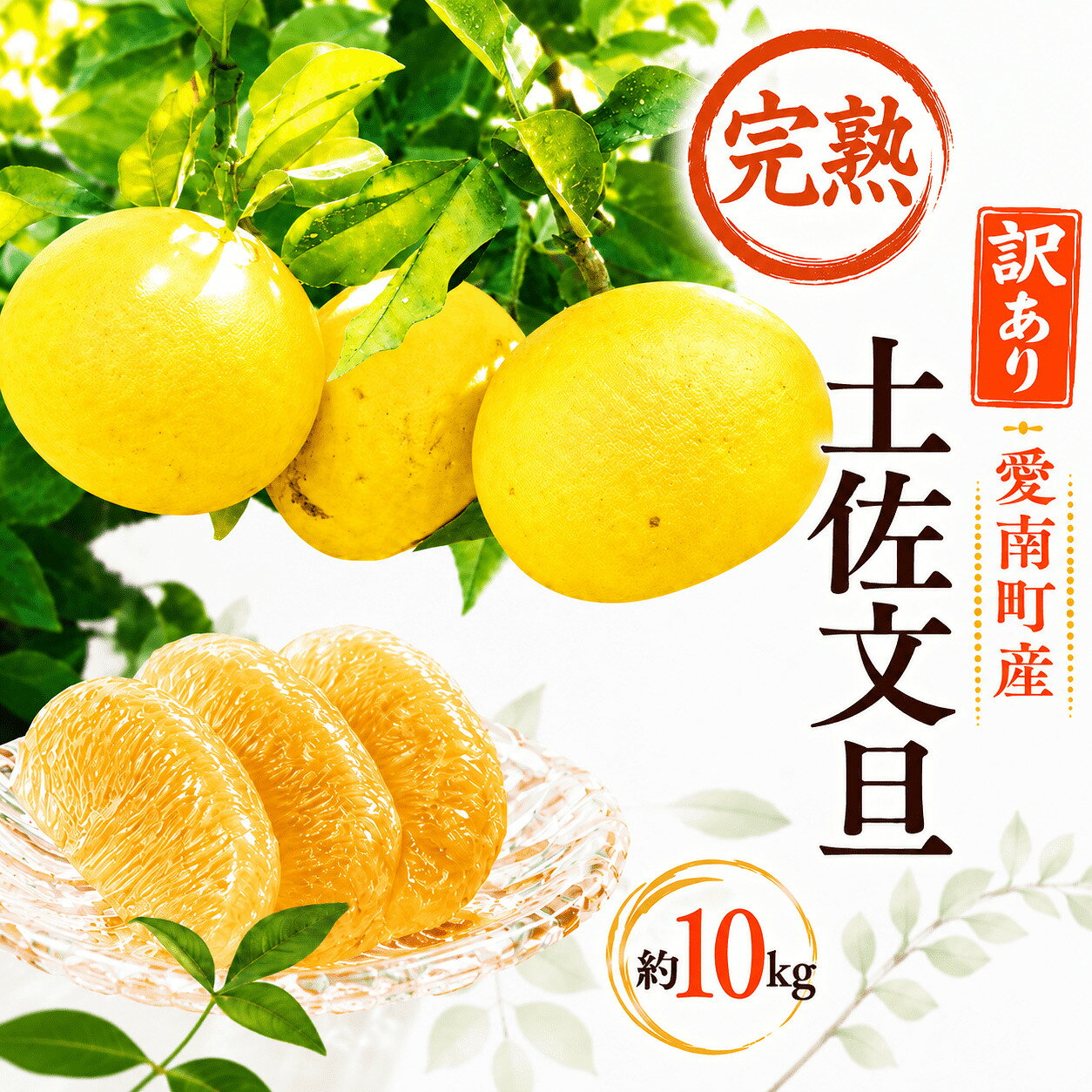 【ふるさと納税】【先行予約・今季100箱限定】訳あり 完熟 土佐文旦 約10kg 愛媛県 愛南町産 柑橘 フルーツ 果物 ぶんたん 家庭用 傷 不揃い 農園直送 エニシトラス 2027年3月中旬～