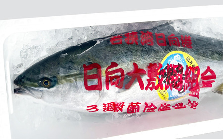 【先行予約】 天然 寒ぶり 1本 (約8～9kg) 若狭湾 ひるがの寒ぶり (内臓処理なし) 【2024年12月末頃より順次発送予定】【ブランド お歳暮 贈答 ギフト プレゼント 寒ブリ ぶり ブリ 