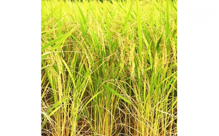 【ふるさと納税】お米　令和7年産　出雲きぬむすめ5kg×2袋