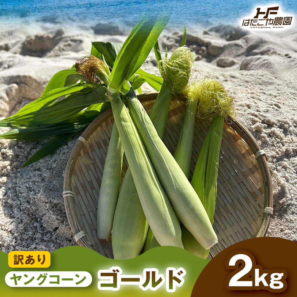 【ふるさと納税】［ご家庭用におすすめ］訳アリ 潮風ベイビー 2kg ヤングコーン ゴールド ベビーコーン グリル 付け合わせ野菜 BBQ 焼き野菜 和歌山県 白浜町 | 野菜 やさい 食品 人気 おすすめ 送料無料 産地直送