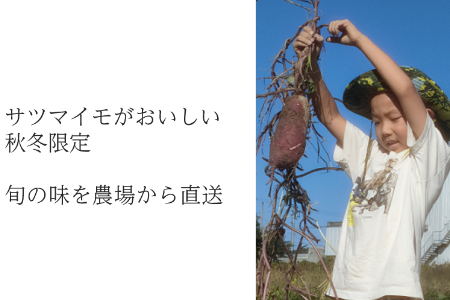 【フードロス対応・規格外】有機サツマイモ　訳ありサツマイモを簡易包装にして増量しました。旬の時期（12月、1月、2月）のみ期間限定発送 2140 さつまいも　甘藷