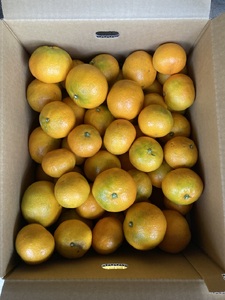 早生みかん 10kg ご家庭用 農園直送 先行予約 11月発送 愛媛 数量限定 愛媛県産 人気 柑橘 伊予市｜B255